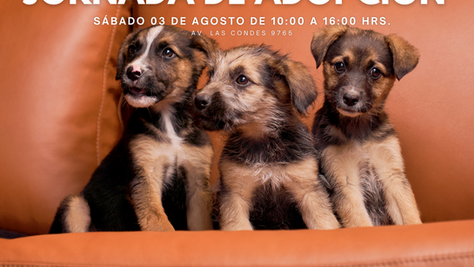 ¡Únete a nuestra segunda Jornada de Adopción de Mascotas!