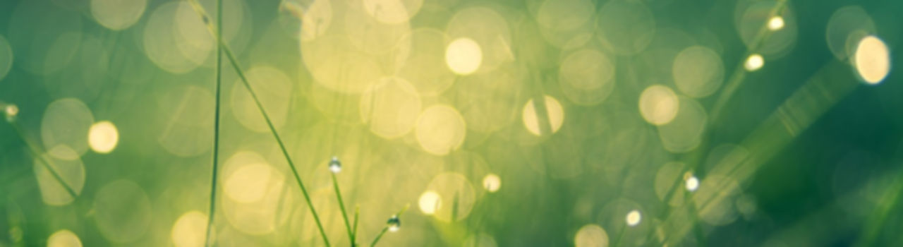 meadow-4485609_1280.jpg