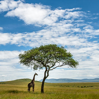 Africa Jirafa en Kenya