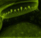 Diatom_treated_0481.jpg