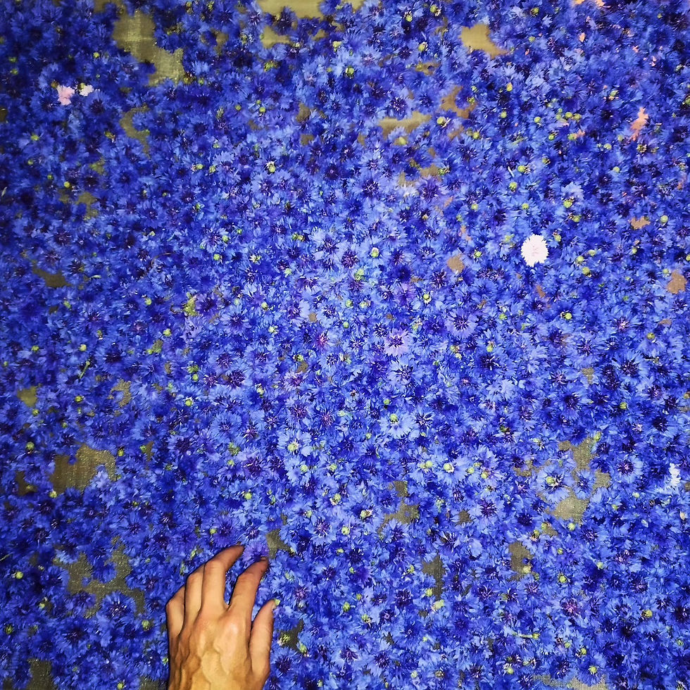 récolte de bleuets