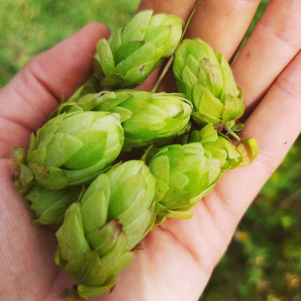 Houblon