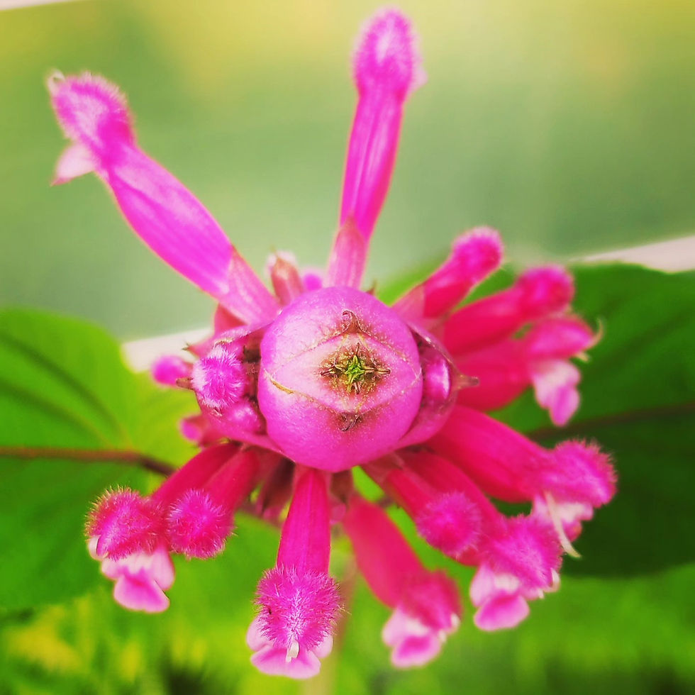 Sauge involucrata