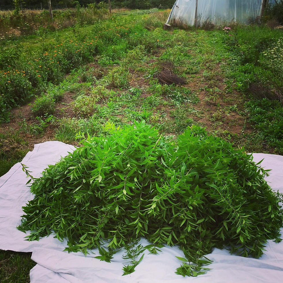 Cueillette de verveine