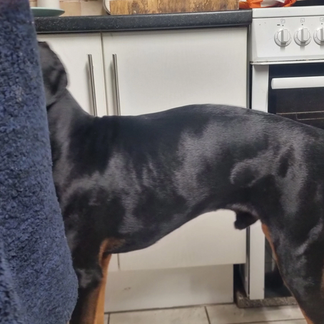 Did you know that 80% of behaviour changes in our dogs can be attributed to pain…