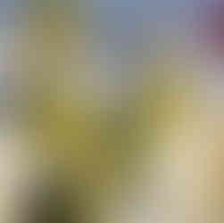 Bougie artisanale citron parfumée sorbet citron