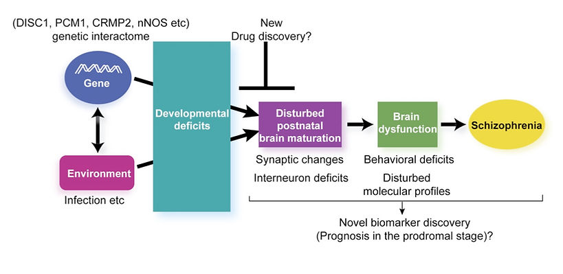 DISC1, PCM1, CRMP2, nNOS Graph.jpeg