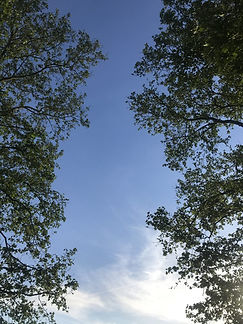 Trees.jpeg