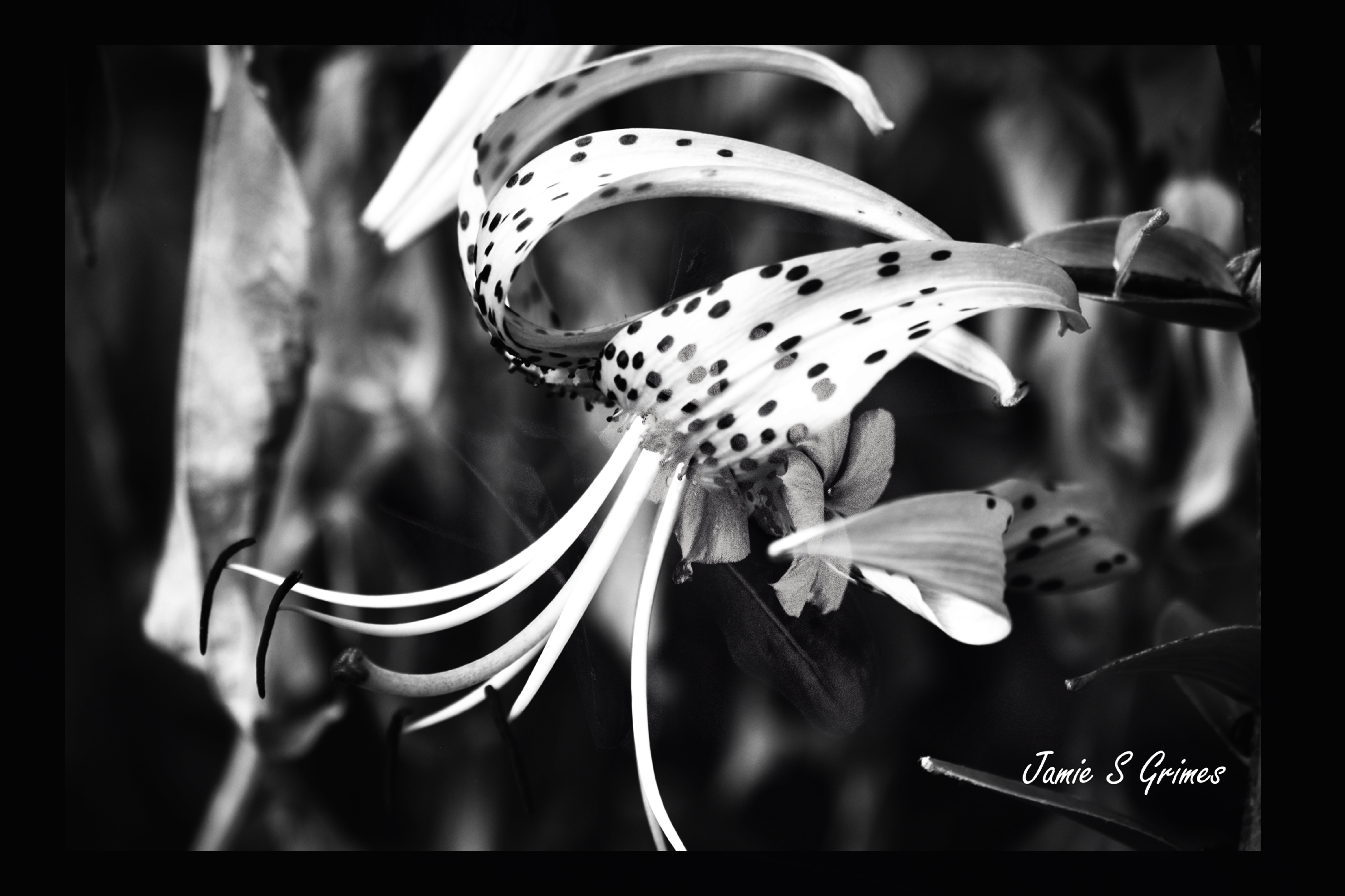 BLACK AND WHITE LILLY