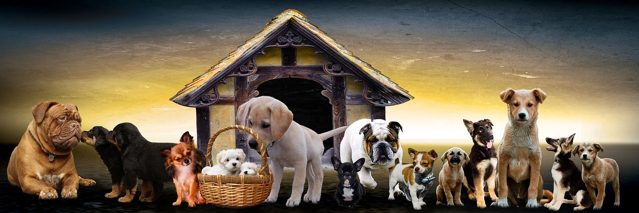 Traumhundgenerator - Welpenerziehung kinderleicht