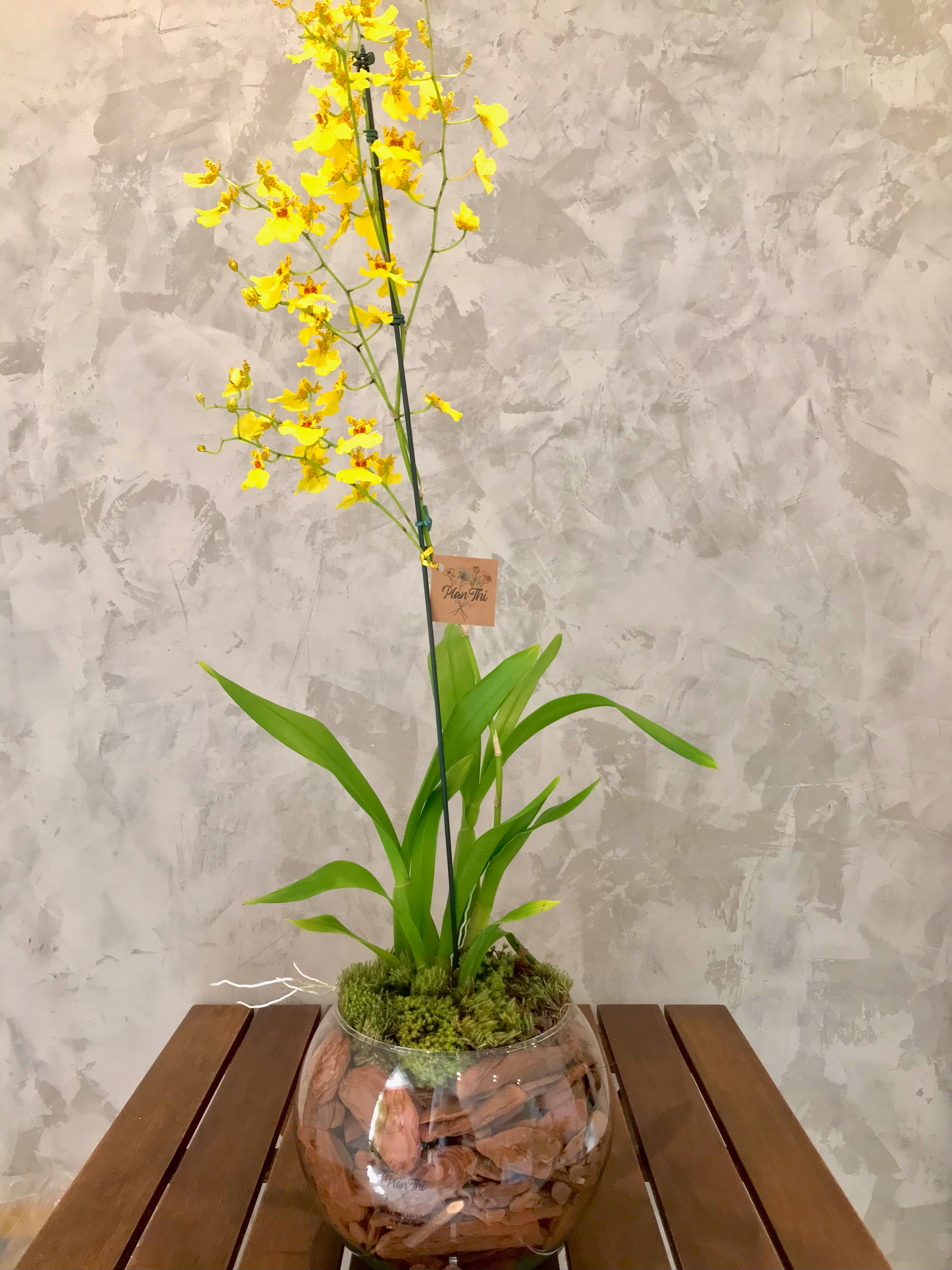 Arranjo de Orquídea Oncidium Aloha