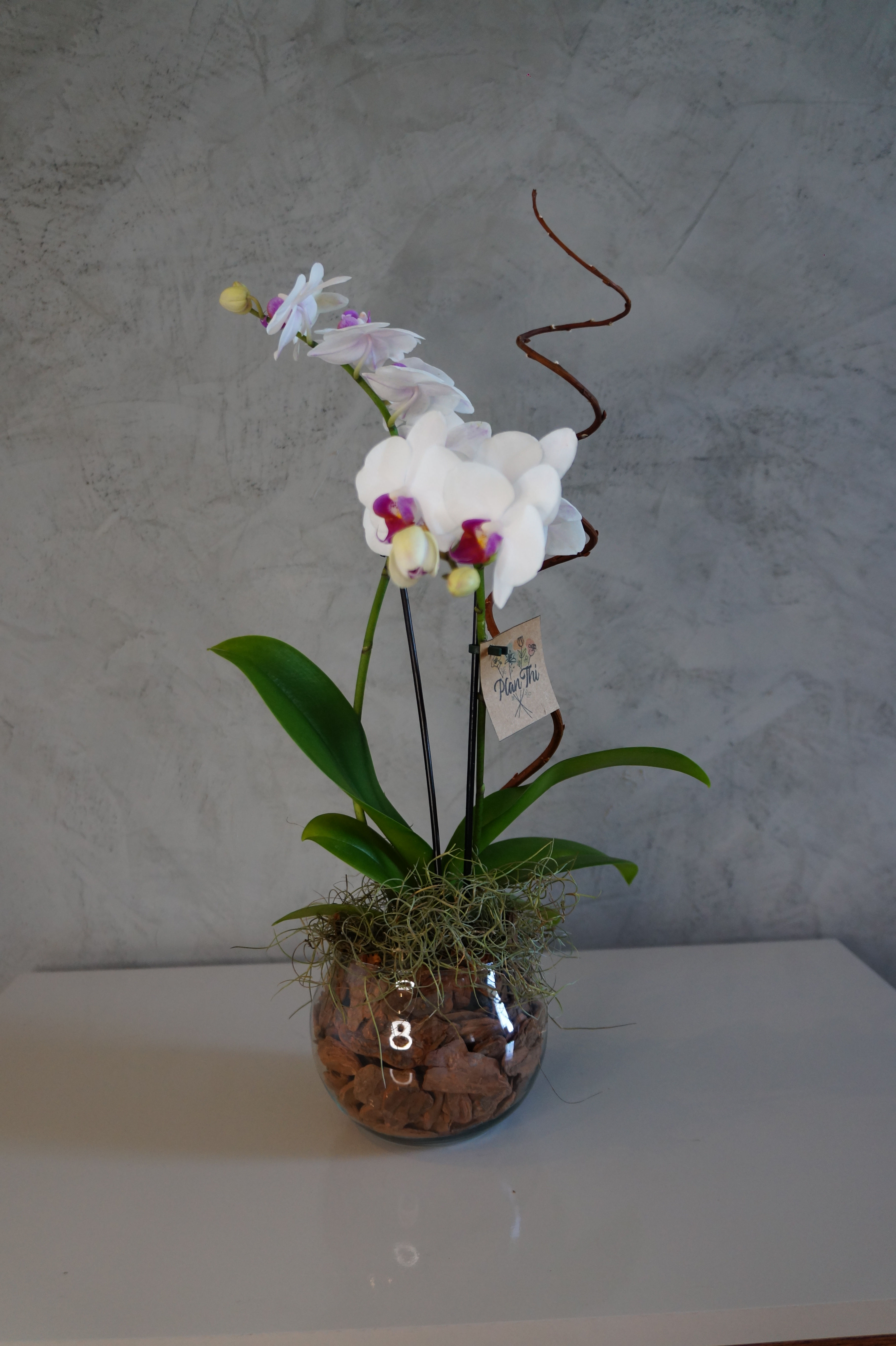 Arranjo Mini Orquídea - Vaso Aquário