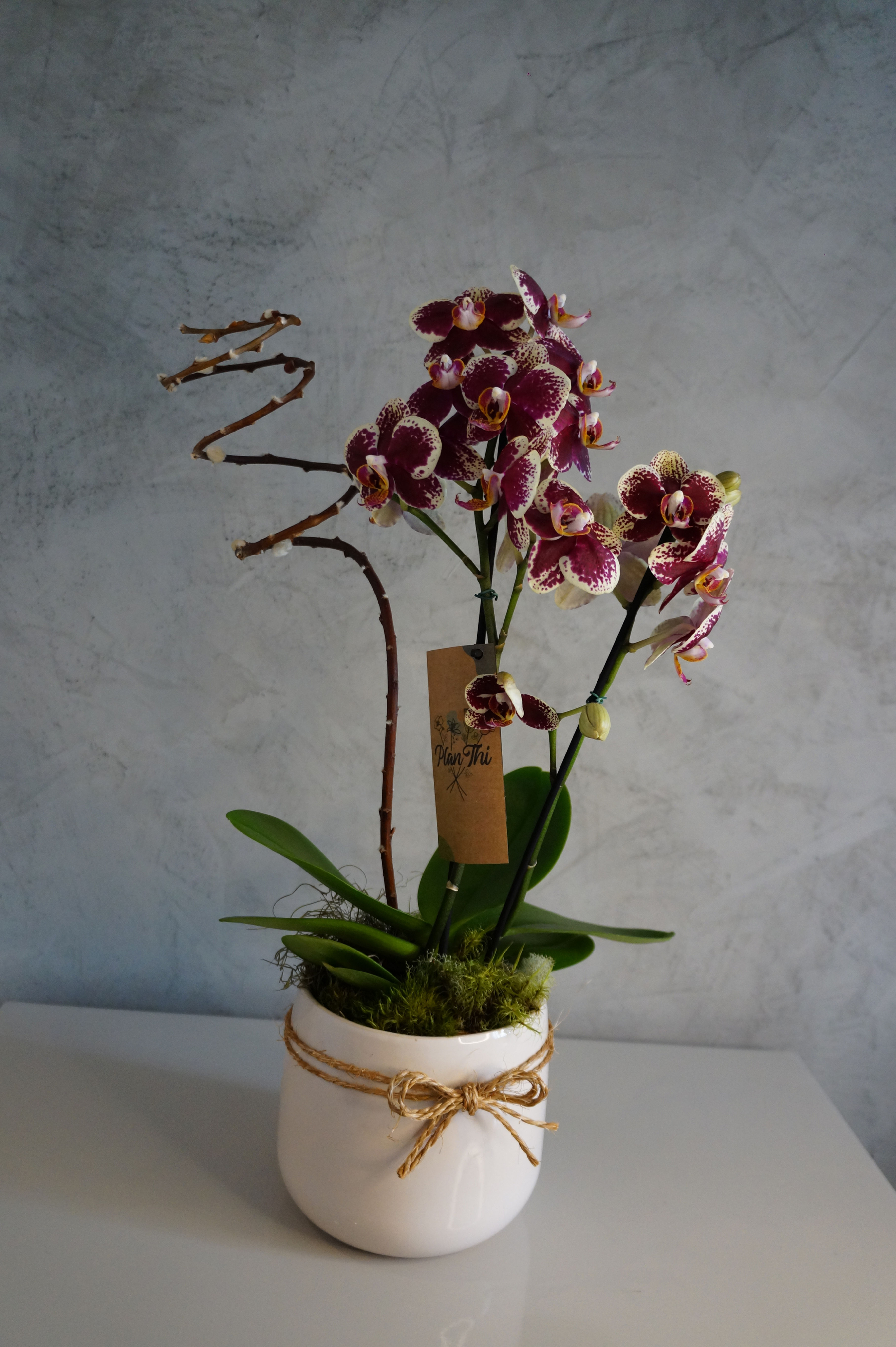 Arranjo Orquídea - Vaso Cerâmica Esmaltada