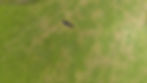 Thumbnail: 800 Airwolf ARF