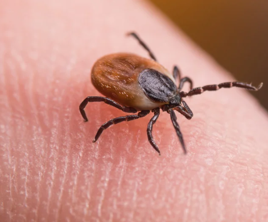tick