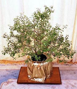 tulasi6