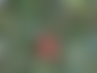 La Noix de cajou, un des trésors de la Casamance