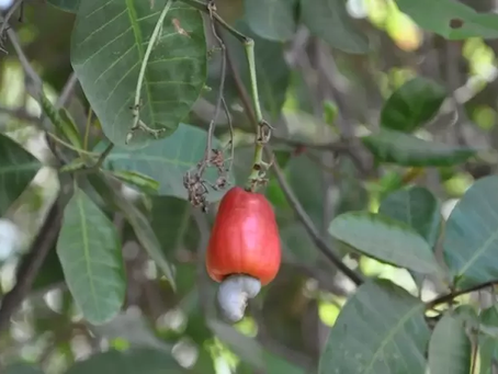 La Noix de cajou, un des trésors de la Casamance