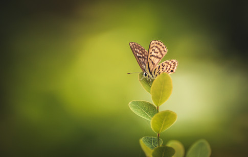 Nature-8878.jpg