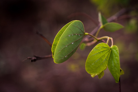 Nature-4938.jpg