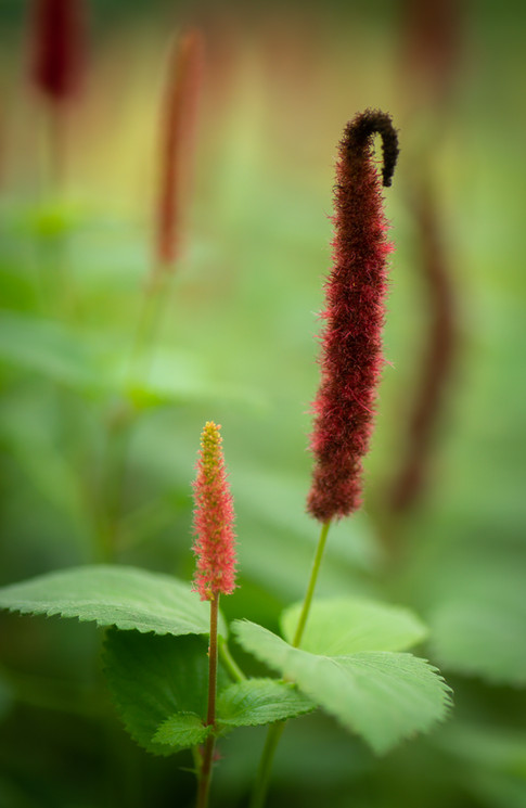 Nature-8580.jpg