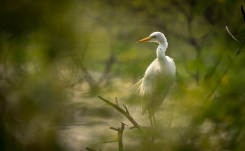 Nature-9146.jpg