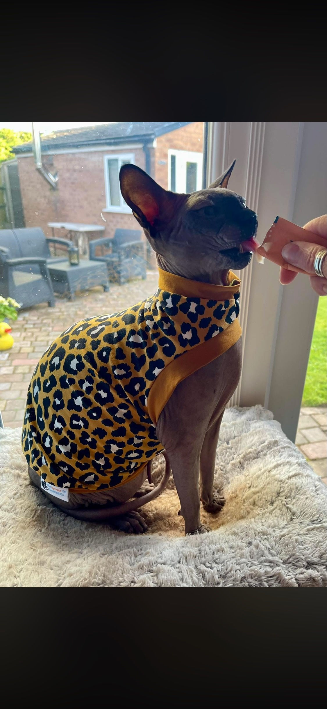 Wild Thing! (mustard)