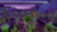 288503719_1114958322566547_8390753325348825245_n_edited.jpg