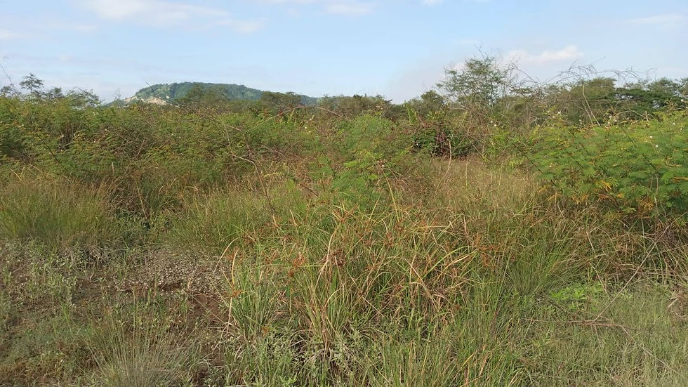 Thumbnail: LOTE DE TERREONO EN PINGUAPI.. 15.000M2  .. EN ZONA CERCA DE ESMERALDAS Y POBLAD