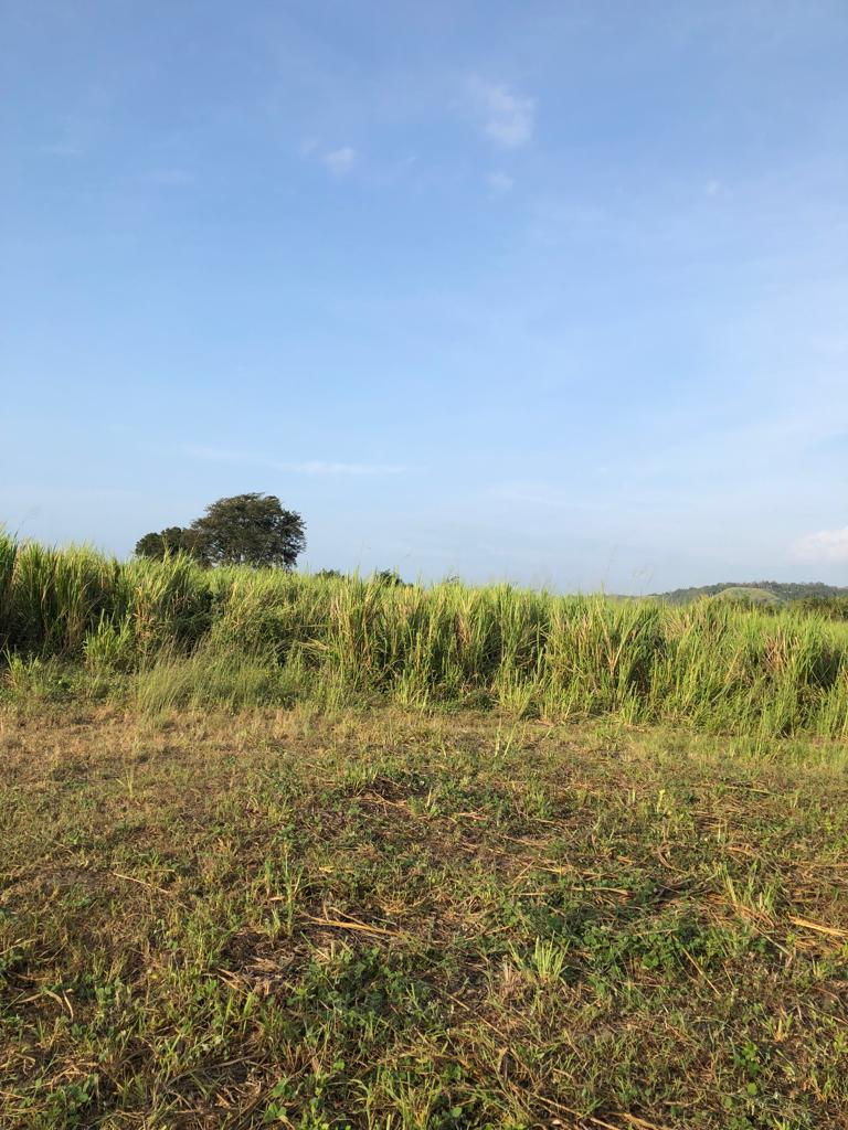 Miniatura: Venta de lote de 7 hectáreas en Colope