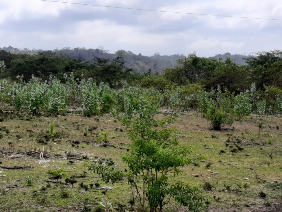 Thumbnail: LOTE DE TERRENO FRENTE AL AEROPUERTO  Terreno : 2658 m2  40x 60 Ubicación ..  ..