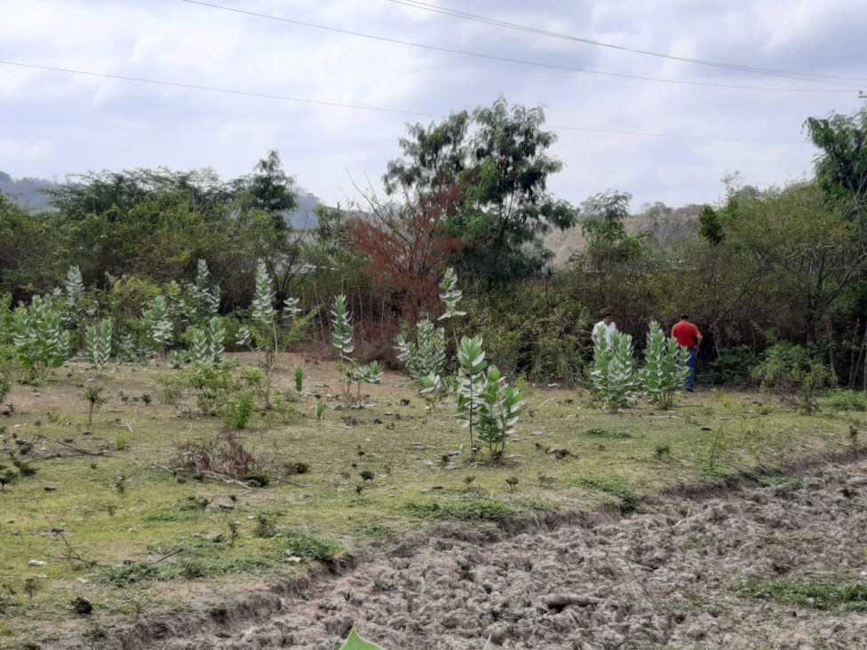 Thumbnail: LOTE DE TERRENO FRENTE AL AEROPUERTO  Terreno : 2658 m2  40x 60 Ubicación ..  ..