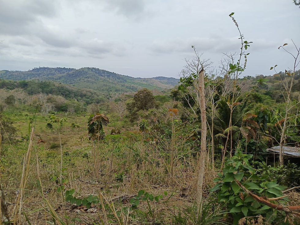 Miniatura: LOTE DE 69 HECTARIAS ENTRE OCP Y MAR ZONA MUY EXTENSA