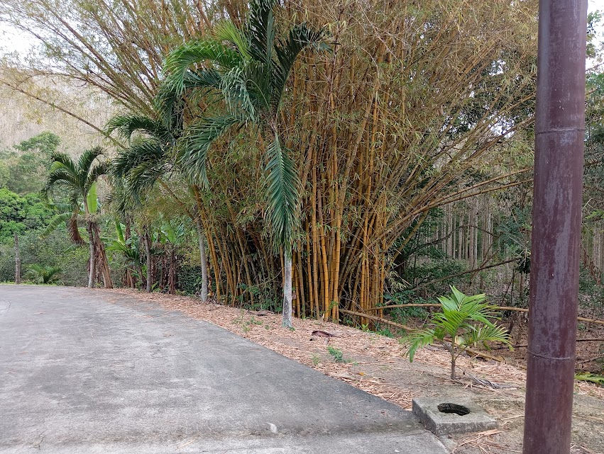Thumbnail: LOTE DE TERRENO DE  2500M2  ..HAY LAGOS  VIA A SAME  .. CON CERRAMIENTO
