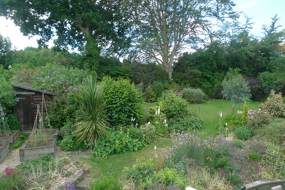 Back garden