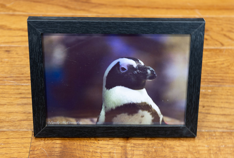 Thumbnail: Penguin Judgement