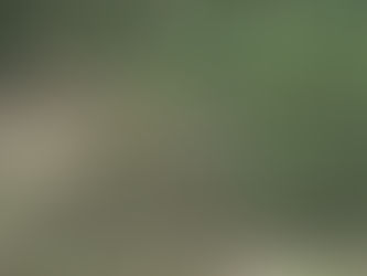 Our Friendly and Furry Neighbors...