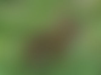 A rabbit sitting in some green grass