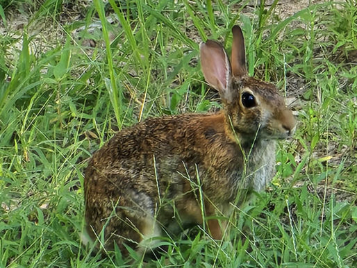 A rabbit sitting in some green grass