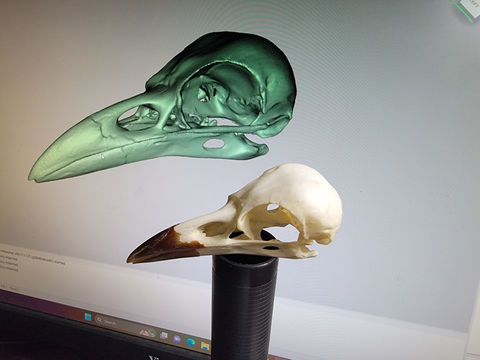 Crow Skull