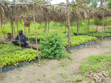 🌳 Restoring Landscapes, Strengthening Livelihoods: RSI’s Afforestation Drive in Kibaale District – Kasimbi Sub County