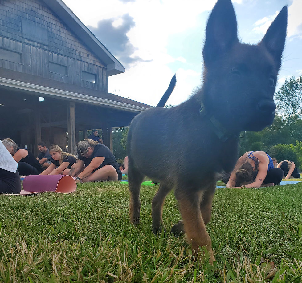 A playful puppy moves through a Puppy Yoga With Mikenze class, surrounded by students, capturing fun, energy, and heartwarming moments.