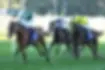 Via Sistina wins the Winx Stakes at Royal Randwick in Sydney back in August