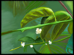 Branch of a lime tree