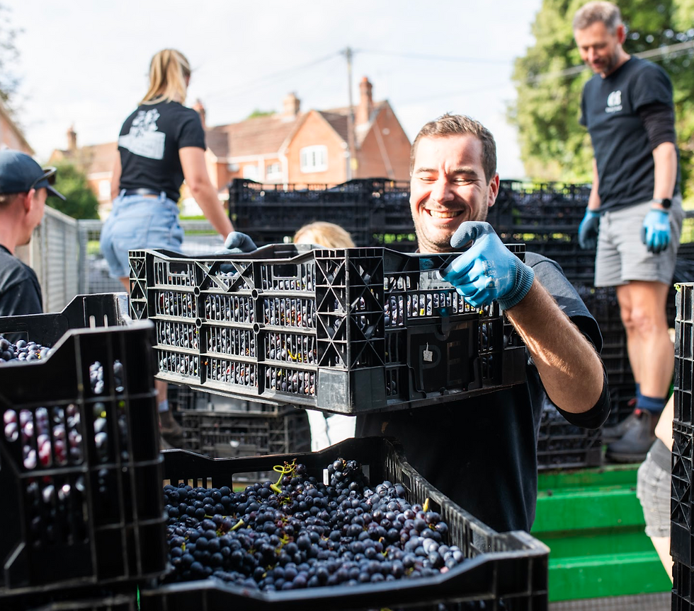Assistant winemaker, Andy can't help but smile at this year's quality