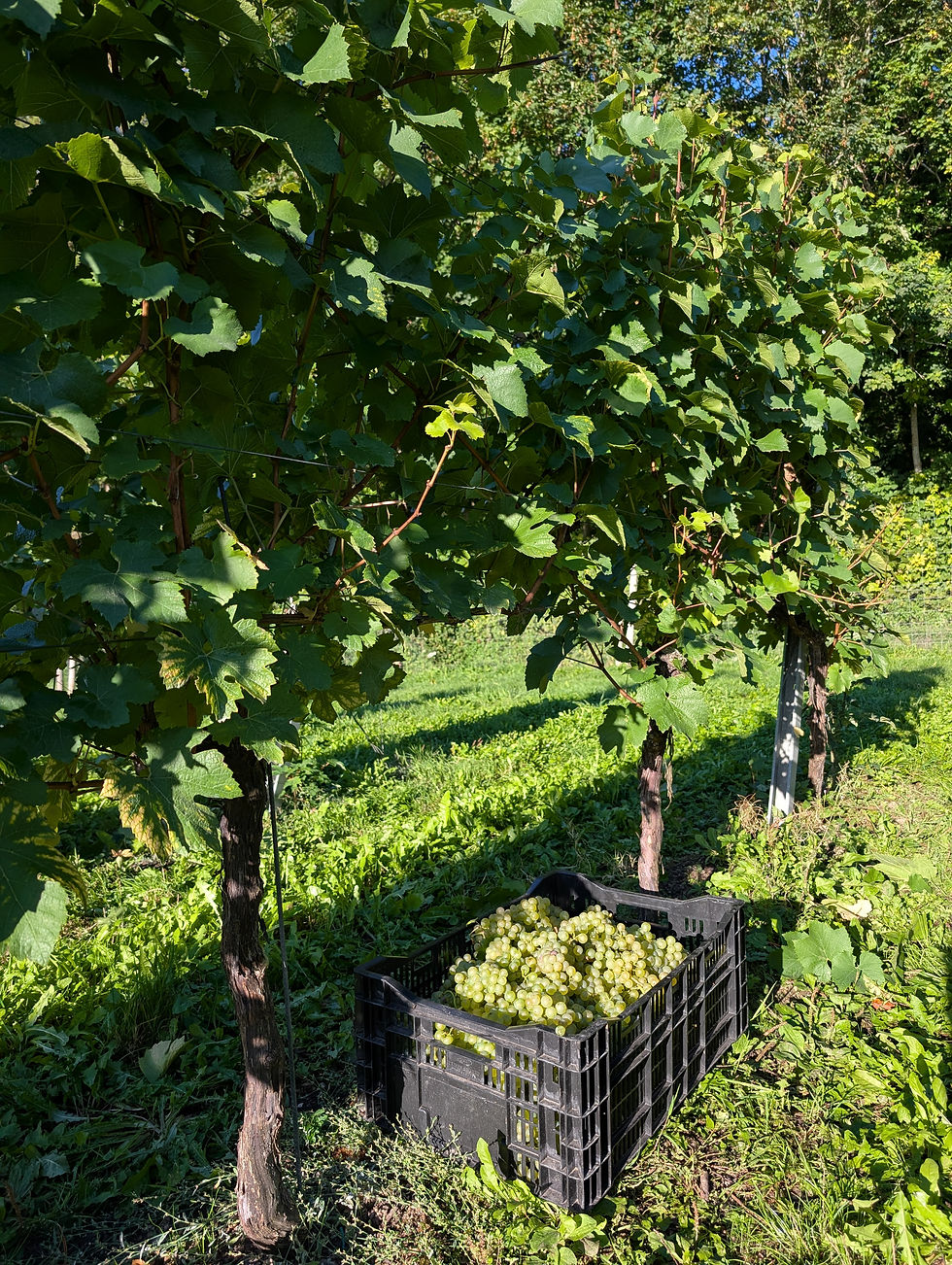 Everything fell into place during a fantastic growing season