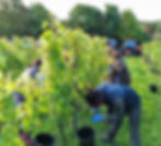 vineyard experience