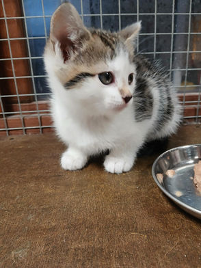 Kitten Visits in Arlesey