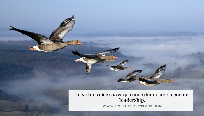 Le vol des oies sauvage nous donne une leçon de leadership