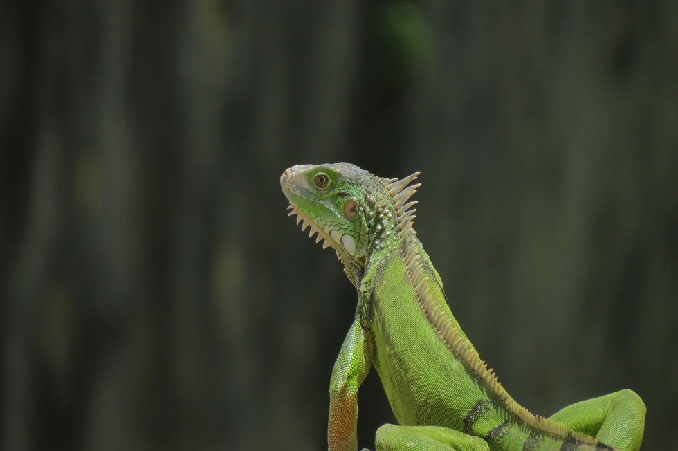 Puerto Rican Iguana, 2016
